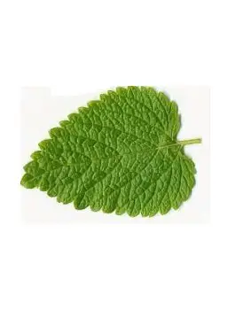 Mélisse feuilles 35g BIO*