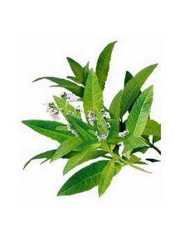 Verveine odorante feuilles 30g BIO*