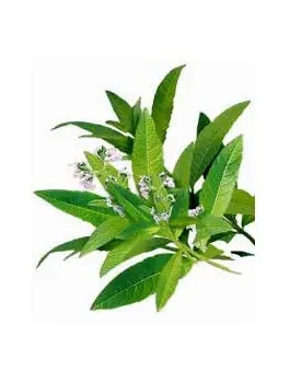 Verveine odorante feuilles 30g BIO*