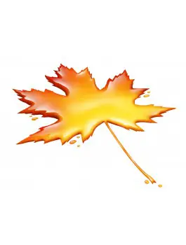 L'érable du Canada thé noir