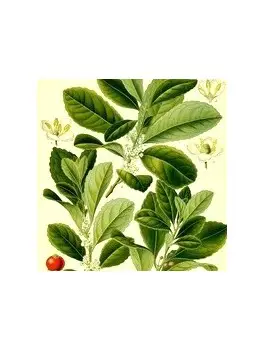Maté du Brésil 75g BIO*