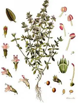 Thym vulgaire 50g BIO*