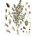 Thym vulgaire 50g BIO*
