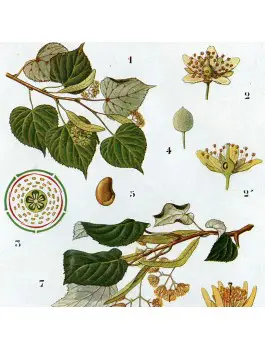 Tilleul dit "de Carpentras" inflorescences 30g BIO*