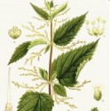 Ortie feuilles Bio*