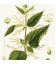 Ortie feuilles Bio*